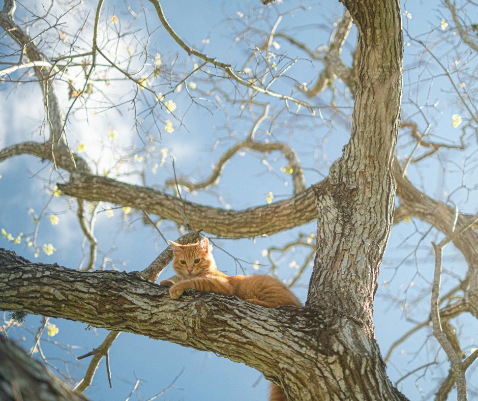 cat